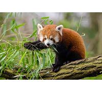 Puzzles 2000 Pieces Red Panda Eating Green Leaf On Tree Branch During Daytime Jigsaw Puzzles For Kids 70x100CM