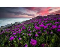 Puzzles 500 Pieces Flowers Blooming On Rocky Coast 52x38CM