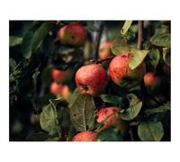 Puzzles for 1500 Piece Impossible Puzzle for Adults-Apples,branches,fruit 87x57cm