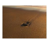 Puzzles for 1500 Piece Impossible Puzzle for Adults-Beach,sand,stone 87x57cm