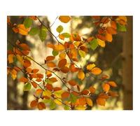 Puzzles for 1500 Piece Impossible Puzzle for Adults-Branches,Autumn,Leaves,Tree 87x57cm