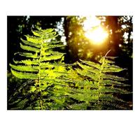 Puzzles for 1500 Piece Impossible Puzzle for Adults-Fern,Plant,Wood,Sun 87x57cm