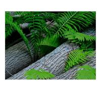 Puzzles for 1500 Piece Impossible Puzzle for Adults-Fern,Wood,Plant 87x57cm