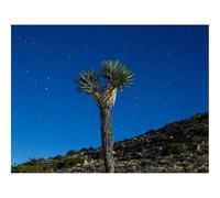 Puzzles for 1500 Piece Impossible Puzzle for Adults-Joshua Tree,Tree,Starry Sky 87x57cm