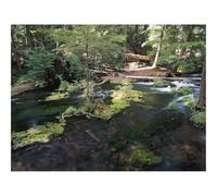 Puzzles for 1500 Piece Impossible Puzzle for Adults-Wood,Trees,River,Moss,Current 87x57cm