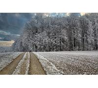 Puzzles for 2000 Piece Impossible Puzzle for Adults Educational Games Gifts for Men Adults Accessories Adult,Natural Scenery,Road,Forest,Frost 70x100CM