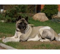 Puzzles for Adults 100 Piece Puzzles for Adults -American,Akita,Inu,Dog,Black 45.5x35.5CM
