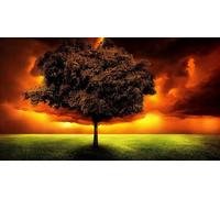 Puzzles for adults 1000 Aranci Sotto Il Cielo Al Tramonto 38x52cm