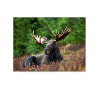 Puzzles For Adults 1000 Piece，Moose in the Wild，Jigsaw Puzzles Kids Educational Intellectual Decompressing Fun Family Game（75x50cm）-Q44