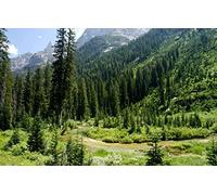 puzzles for adults 1000 Piece Puzzle Challenging Game for The Whole for Women Natural Scenery,Forest,Mountains,USA,River,Wyoming,Grand Teton National Park,Waterfall Canyon 26x38CM