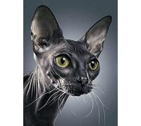 Puzzles for Adults 1000 Piece Puzzle for Adults 1000 Piece Puzzle 1000 Piece - US States Zip Codes50x70cm