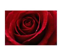 Puzzles for Adults 1000 Pieces Red rose bright flowers Wooden Jigsaw Puzzles Challenging Fun Family Game Gifts Toy for Kids Seniors Party Boys Girls