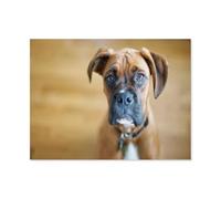 Puzzles for Adults 1000 Pieces，Sad boxer dog，Challenging Puzzle as Home Wall Art（38x26cm）-H25