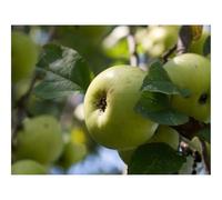 Puzzles for Adults 1500 Pieces-Apples,fruits,leaves 87x57cm