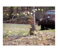 Puzzles for Adults 1500 Pieces-Branch,flowers,car 87x57cm