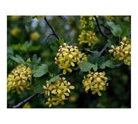 Puzzles for Adults 1500 Pieces-Branch,leaves,flowers 87x57cm