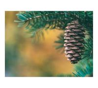Puzzles for Adults 1500 Pieces-Cone,spruce,blur 87x57cm