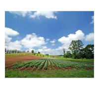 Puzzles for Adults 1500 Pieces-Field,Plantation,Summer,Culture,Economy,Ranks 87x57cm