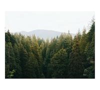 Puzzles for Adults 1500 Pieces-forests,Trees,Spruce,River,Distance 87x57cm