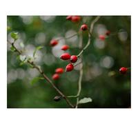 Puzzles for Adults 1500 Pieces-Rose Hip,Bush,Plant,Berry 87x57cm