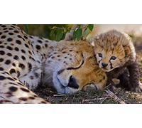 Puzzles For Adults 2000 Pieces, A Female Cheetah And Her One Week Old Cub In The Masai Mara Game Reserve, Kenya, Jigsaw Puzzles 70x100CM