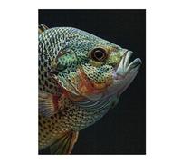 Puzzles for Adults 52x38cm/1000pcs Crappie Fish Teenagers Puzzles Toy Wall Decor Staycation Kill Time Christmas Birthday Gifts 52x38cm/1000pcs
