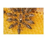 Puzzles for Adults Jigsaw Puzzles 1000 Pieces for Adults Kids，Queen bee marked with a dot surrounded by worker bees，Artwork Intellective Educational Toys Gifts（50x70cm）-T6