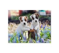 Puzzles for Adults Jigsaw Puzzles 1000 Pieces for Adults Kids，Two cute Jack Russell puppies，Artwork Intellective Educational Toys Gifts（75x50cm）-A46
