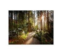 Puzzles for Adults Jigsaw Puzzles 1000 Pieces，Magical landscape and path through the forest in the morning sun，wooden Puzzle Jigsaw Puzzle Artwork Intellective Educational Toys Gifts-A43