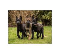 Puzzles for Adults Jigsaw Puzzles 1000 Pieces，Three German Shepherd puppies of working line retrieving a stick，Paper Puzzle Jigsaw Puzzle Artwork Intellective Educational Toys Gifts-D43