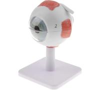 PVC Anatomical Display Model of The Human Eye with Base Anatomical Model of The Human Eye (7 Parts) Anatomical Learning Display Model Kit Enlarged 3X