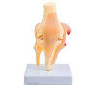 PVC Anatomical Knee Joint Model with Detailed Muscles