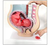 PVC Anatomy Model of Pregnancy Pelvis - Includes A Full-Term Removable Fetus Model, Human Pregnancy Pelvis Model with Removable Fetus, Hand Painted for Closer