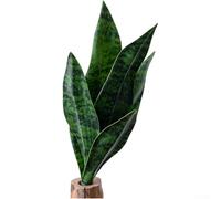 PVC Artificial Sansevieria 33cm Lifelike Green Leaves(Dark Green) | Soft flexible PVC, lifelike leaf texture, natural green shades, 33cm height, no watering required