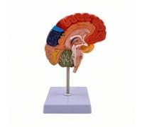 PVC Brain Model with Base, Left Hemisphere Color-coded Brain Model
