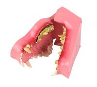 PVC Construction Canine Dentals Anatomy Teaching Model for Professional Training Features Precise Tooth Reproduction Veterinary Teaching Model