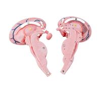 PVC Construction Human Brains Stems Anatomical Model Ideal for Long Term Educational Tool Use in Medicals Institutions Brains Stems Model