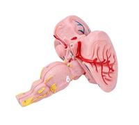 PVC Construction Human Brains Stems Anatomical Model Ideal for Long Term Educational Tool Use in Medicals Institutions Brains Stems Anatomy Model Anatomical