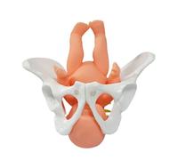 PVC Female Pelvic Bone Model with Movable Joints and Detachable Baby for Obstetric Study and Postpartum Rehabilitation Childbirth Recovery Teaching Tool