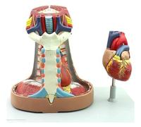 PVC Heart Anatomical Model,Life-Size Human Mediastinum Model, Sternum Thymus Mediastinum Anatomical Respiratory System Model, For Classroom And Cardiology Study.