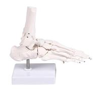 PVC Human Foot Skeleton Model for Anatomy Teaching Learning with Accurate Bone Structure Representation in Classrooms Foot Bone Model