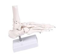 PVC Human Foot Skeleton Model for Anatomy Teaching Learning with Accurate Bone Structure Representation in Classrooms Foot Education Model
