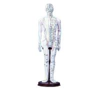 PVC Meridian Model Human Acupuncture Point Women Man Body Model 40Cm Medical Education Appliances Male Female Gold White Copper(White Man)