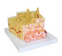PVC Plastic Bone Structure Model Professional Bone Marrow Structural Model Anatomy Model with Base for Medical Demonstration Use Teaching molds