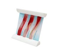 PVC Vascular Model Dynamic Blood Vessel Demonstration Education Tool Ideal for Nursing and Anatomy Education Purposes Enlarged Clinical Model