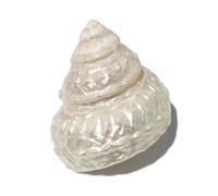PXAMORTEL Large Natural Sea Shells, large conch shells, Natural Sea Shells, Ocean Pearl Cone Conch 6-11 Cm Seashells Perfect for Wedding Decor Beach Theme Party, Shell Collectors(11cm)