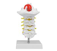 PxQuerantic Human Cervical Vertebra Arteria Spine Spinal Anatomical Model, Life Size Spine Model, Detailed Anatomy for Science Laboratory with Base, PVC Material for Lightweight Carry a