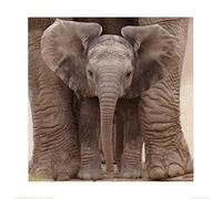 Pyramid International "Baby Elephant Big Ears Art Print, Multi-Colour, 40 x 40 x 1.3 cm