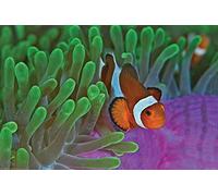 Pyramid International Clownfish and Anemones Maxi Poster, Plastic/Glass, Multi-Colour, 61 x 91.5 x 1.3 cm