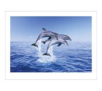 Pyramid International " Dolphin Trio Art Print, Multi-Colour, 30 x 40 x 1.3 cm
